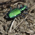 beetle