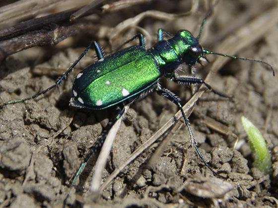 Habitat will dictate whether ground beetles win or lose against climate  change - PSU Institute for Computational and Data Sciences