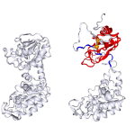 A graphic above shows two protein structures. On the left, a grey figure shows a proper folding of a protein. On the right, a grey figure has portions of red showing where the protein's structures were intertwined.